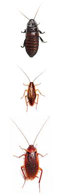 Can roaches flip themselves over? The Cockroaches Of New York New York Magazine Nymag