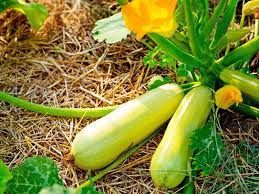 If you make this recipe with 3 medium zucchini, it serves 6 as a side, if you make it with 2 large zucchini, it serves 4 as a main course along with a side dish. How To Grow And Care For Courgettes Love The Garden