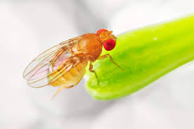 The most sandy and diggable), and has the bonus of magically vanishing. How To Get Rid Of Fruit Flies 7 Different Methods Home Stratosphere