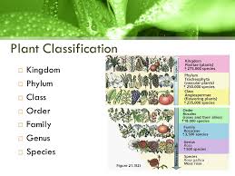 Plant Taxonomy Learning Objectives Students Will Be Able