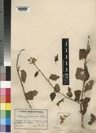 Image result for Solanum zanzibarense