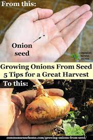 Check spelling or type a new query. Growing Onions From Seed 5 Tips For A Great Harvest