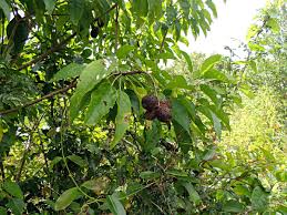 Image result for Croton inhambanensis