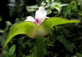 Image result for Tradescantia zanonia