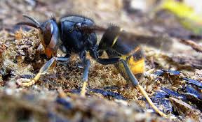 A partire dal 2004 la specie è gli attacchi il calabrone asiatico è dotato di un pungiglione e presenta un comportamento. Il Calabrone Asiatico Minaccia Le Api A Massa Un Corso Per Contrastare Il Pericolo