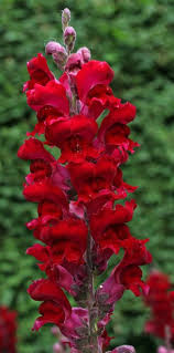 Eos13397 658h Jpg 327 658 Snapdragon Flowers Beautiful Flowers Red Flowers