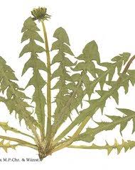 Image result for Helichrysum dilucidum