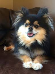 Black And Brown Pomeranian Price Black And Tan Pom Pomeranian Dog Pomeranian Puppy Puppies