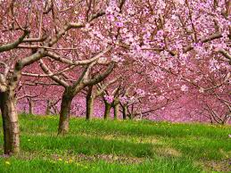Pin On Cherry Orchard