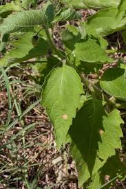 Image result for Physalis pubescens