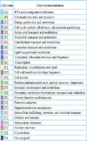 Image result for Lotononis stipulosa