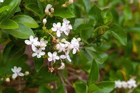 Image result for Volkameria