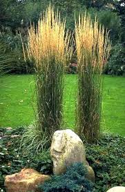 Trzcinnik Ostrokwiatowy Karl Foerster Zielony C0 5 7163085271 Oficjalne Archiwum Allegro Ornamental Grasses Plants Grass