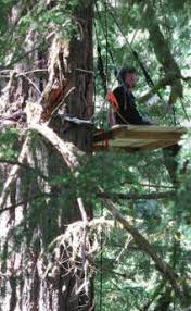 Fasting Atop a 150ft Redwood Tree