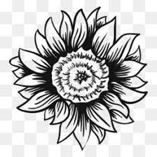 Bunga matahari dan bunga pukul empat bukan cuma cantik dipandang sebagai tanaman hias, tetapi juga banyak manfaatnya untuk pengobatan. Floral Flower Background Free Download 512 512 0 49 Mb