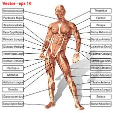 The following 83 files are in this category, out of 83 total. 3d Human Male Anatomy With Muscles And Text Isolated On White Royalty Free Cliparts Vectors And Stock Illustration Image 77595106