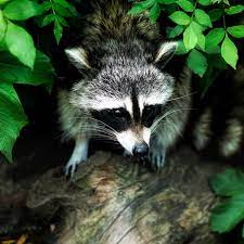 They have a real taste for fruit such as nowadays the move is towards using natural remedies and methods to deter raccoons rather than. How To Keep Raccoons Out Of Your Garden Dengarden