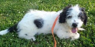 Saint berdoodles are generally very laid back, sweet and intelligent. Adorable Mini Saint Berdoodle Puppies For Sale In Madisonville Tennessee Classified Americanlisted Com