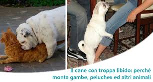 In italiano mettiamo signore, signora, e signorina indifferentemente davanti a nome, cognome o tutti e due….in inglese non è così se non si è in confidenza i make italian posso farvi un caffe? Il Cane Monta Peluches Gambe E Persone Come Gestire Questo Problema E Quali Rischi Si Corrono