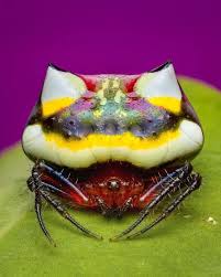 Image result for Poecilostachys