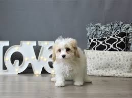 All cavachon puppies have deposits. Cavachon Puppies Petland Carriage Place