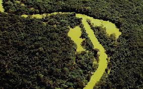 Amaz&ocirc;nia maranhense requer aten&ccedil;&atilde;o para continuar existindo - ((o))eco