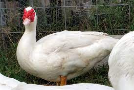 I'm sure there are many others that are good too. Murray Mcmurray Hatchery Muscovy Duck