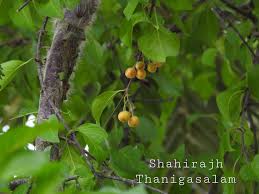 Image result for Canthium