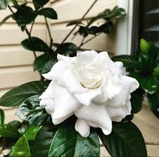 Gardenia Flower Gardenia Gardenia Bouquet Red Gardenia Wholesale Flowers Flowers Flowers For Sale