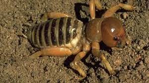 Cara De Nino Mosquitos Buenos Youtube