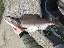 Dette kan påvirke andre fisk og hele økosystem. Etterlyser Vevsprover Til Forskning Pa Pukkellaks Framsenteret