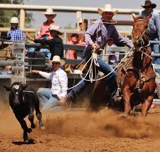 Mitavite I Horse Feed I Our Story