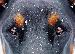 Maybe you would like to learn more about one of these? Bloat In Dogs Signs And Symptoms Of Bloat In Dogs