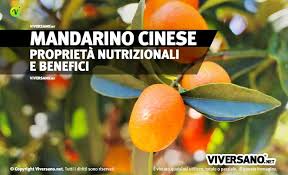 La frutta gialla, al pari dell'arancione, è considerata positiva per moltissimi aspetti in quanto contiene carotenoidi e bioflavonoidi, entrambi preziosi antiossidanti.tra i benefici della frutta e verdura giallo arancio c'è la capacità delle sostanze in essa contenute di abbassare la pressione arteriosa e il colesterolo cattivo. Kumquat Proprieta Uso E Controindicazioni Del Mandarino Cinese