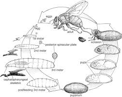 The time period where the larvae matures to the maggot stage within its mammal host usually for this reason, cuterebra are commonly found on the face, neck or even within the nostrils of cats and dogs. Myiasis An Overview Sciencedirect Topics
