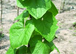 Image result for Luffa acutangula