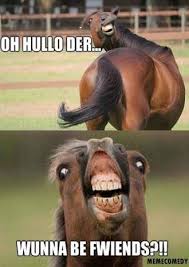 New Funny Face Meme People Hilarious Life Ideas Funny Animal Jokes Funny Horse Memes Funny Dog Memes