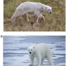 Stream tracks and playlists from bearinstinct on your desktop or. Pdf Polar Bear Attacks On Humans Implications Of A Changing Climate