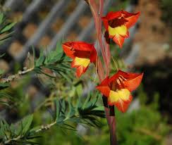 Image result for Gladiolus crassifolius