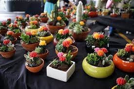 This is the currently selected item. How Do Cacti Reproduce Succulent Alley