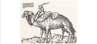 There are two species of bactrian camel: Engraving Of A Turk With Camel And A Dromedary From Niklas StÓ§n Dated Download Scientific Diagram