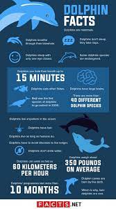 65 Playful Dolphin Facts To Entertain You Facts Net