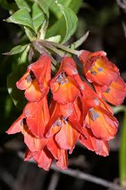 Image result for Embelia multiflora