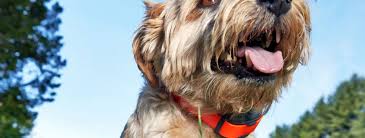 Check spelling or type a new query. We Use An Electric Shock Collar To Keep Our Dog And Cat Safe