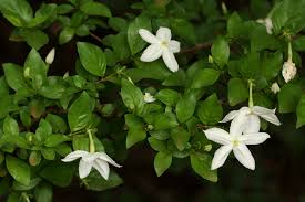 Image result for Heinsia