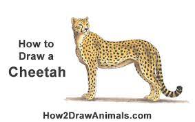 1) draw a rectangle that will define the conditional proportions and boundaries of the chosen drawing. How To Draw A Cheetah Color Video Step By Step Pictures