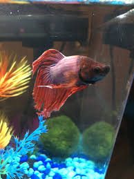 Tips For Preventing Tail Biting And Encouraging Fin Growth My Aquarium Club