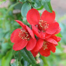 All our quinceanera packages are unique for every customer. Buy Flowering Quince Chaenomeles Superba Crimson And Gold 21 99 Delivery By Crocus