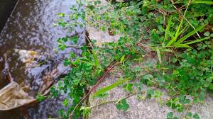 Image result for Grona triflora