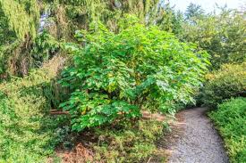 Image result for Broussonetia papyrifera